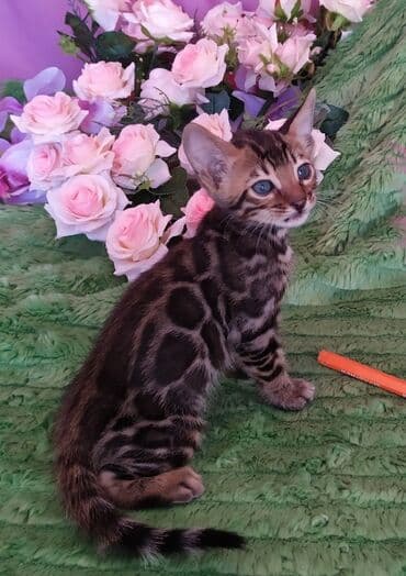 леопардовая кошка цена: Бенгальские котята !!! домашние. мини леопардики. Друзья у нас — 13