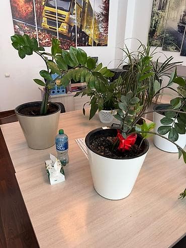 Комнатные растения: Замиокулькас (Zamioculcas zamiifolia) в горшке. - Крупное — 3