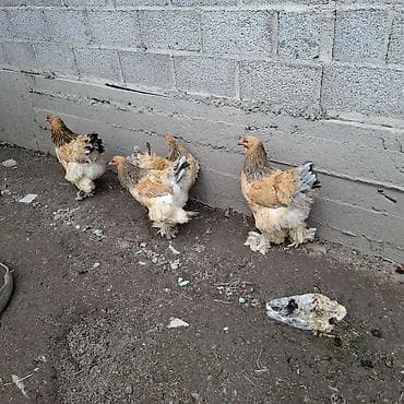 d cat: Продаю | Куры | Брама | Для разведения — 2