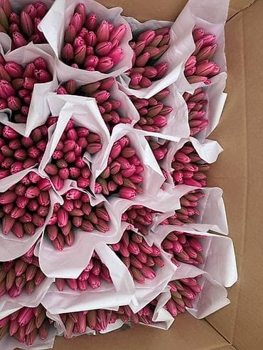 горошки: Букеты тюльпанов - Ассортимент: нежно-розовые, ярко-розовые — 8