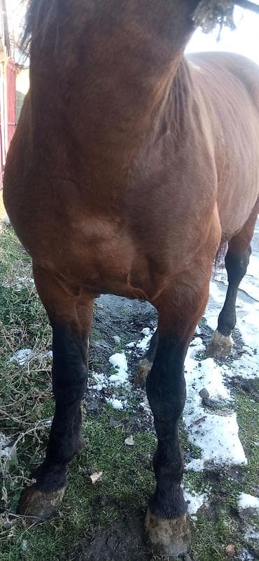 Собаки: Продаю | Жеребец | Для разведения | Племенные — 10