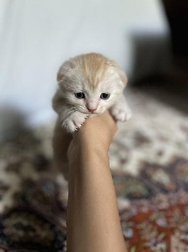 кошка шотландская цена: Скотиш Фолд (Шотландская вислоухая), 1 месяц, Девочка, Метис — 1