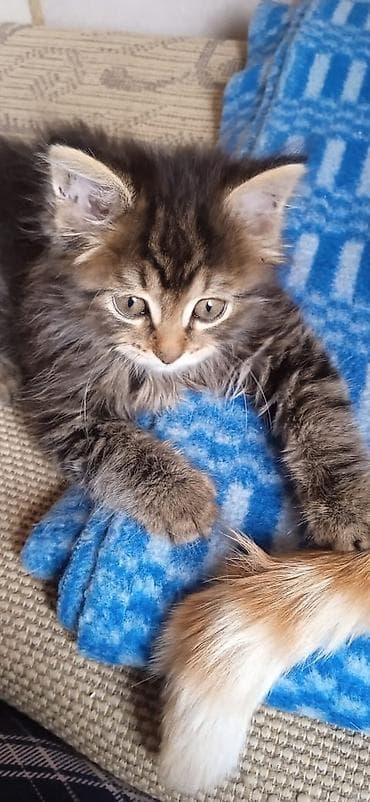 Кошки: Беспородная, 1 месяц, Девочка, Приучена к лотку — 9