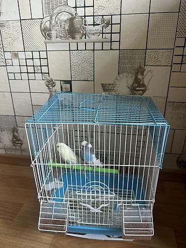 курица петух: Защитные сетки от птиц — 1
