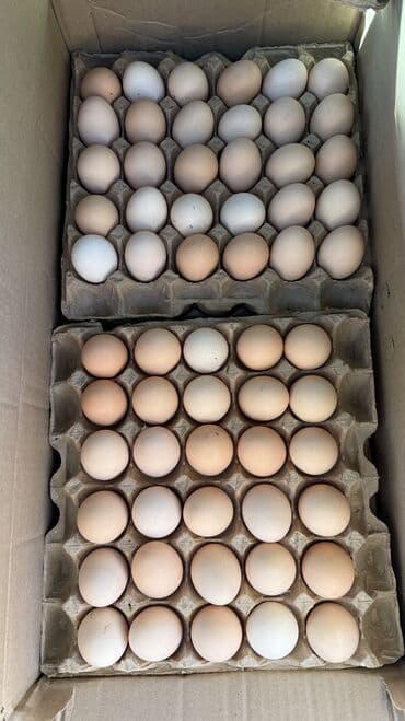 оптом эт: ЖУМУРТКА ОПТОМ ЯЙЦА АР ДАЙЫМ - Натуральные столовые яйца коричневого — 2