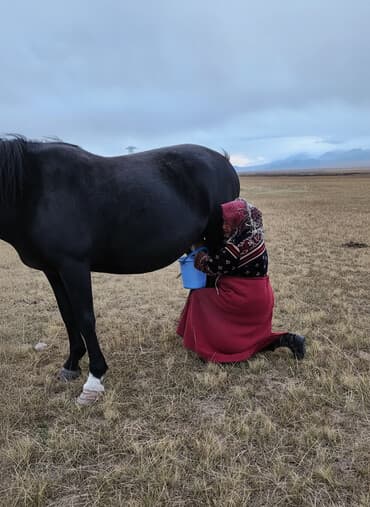 услуги повара на дому цена бишкек: Алайдын акыркы кымызынан ичип калыныздар нак кымыз тамактан кийин — 1