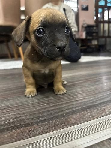 милые собаки: Продаются очаровательные породистые щенки смешанной породы. Малышам 2 — 4