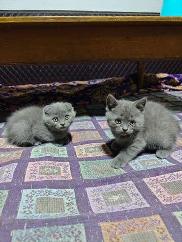 дом для кот: Скотиш Фолд (Шотландская вислоухая), 1 месяц, Мальчик, Голубой — 3