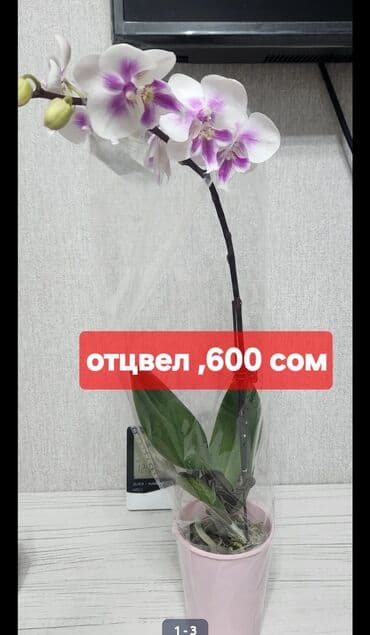 орхидея цветы: Орхидея фаленопсис в прозрачном горшке. - Окраска цветка — 3