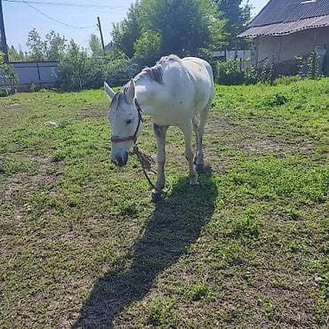 конь рабочий: Продаю | Жеребец — 3