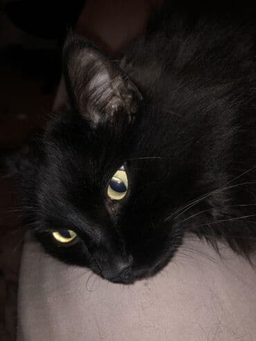 отдам хомяка в добрые руки: Черная домашняя кошка/ ищем хорошую хозяйку — 1