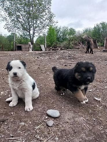 собаки мопс: 4 щенка крупной породной, азиаты с яркой внешностью. Описание: - 1 — 6