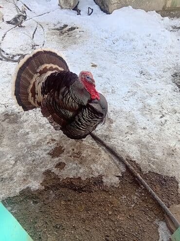 Продаю | Индюк (самец) | Для разведения | Племенные