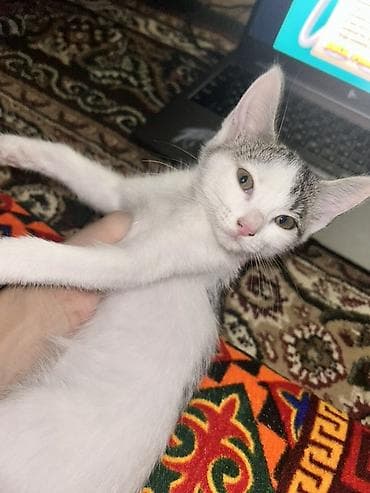 котята фото: Кошка даром: Беспородная, 1 месяц, Мальчик, Приучена к лотку — 2