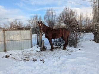 собака французский бульдог купить: Продаю | Жеребец | Английская | Конный спорт | Племенные — 6