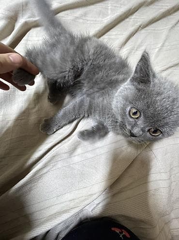 выбор: Британская короткошёрстная, 3 месяца, Мальчик, Голубой, Приучена к лотку — 3