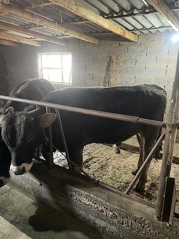 продается кашара: Продаю | Бык (самец) | На откорм | Привязанные — 2