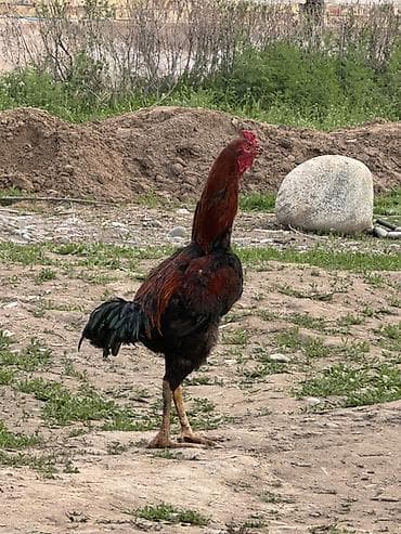 куры цыплята: Продаю | Петух | Бойцовая | Для разведения — 1