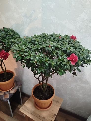 Азалия штамбовая в горшке - Компактное деревце с плотной кроной и