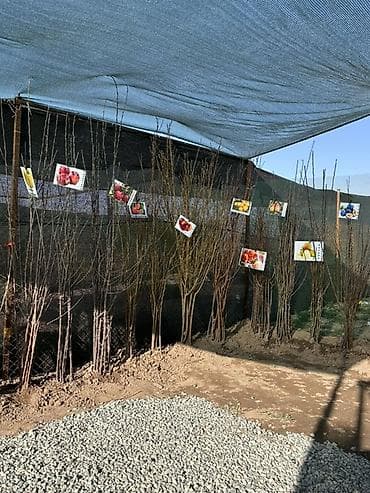 шиповник алам: Плодовые саженцы и розы для сада - Ассортимент: яблоня, груша, слива — 3