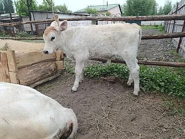 Продам с/х животных: Продаю | Музоо, торпок — 1