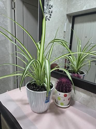 отдам даром комнатные цветы: Комнатные растения в горшках: 1) Хлорофитум хохлатый (вариагатный) - — 4
