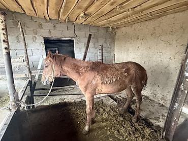 кон: Продаю | Жеребец | На забой — 1