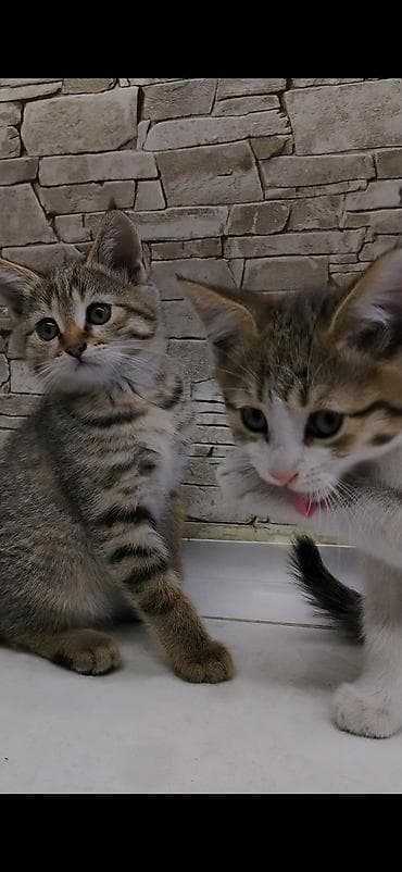 где можно взять кошку: Котёнку 2 месяца, к лотку приучена. Кушает корм, чистая, игривая — 7