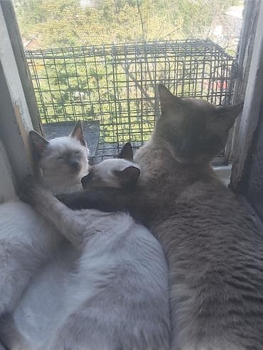 симс: Продаю котят сиамской породы не дорого.Два мальчика и одна — 5