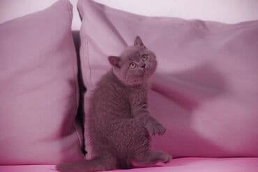 1 мальчик 2 котёнка: Британская короткошёрстная, 2 месяца, Девочка, Лиловый — 3