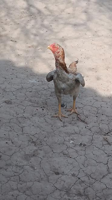 Продаю | Петух | Домашняя | Для разведения