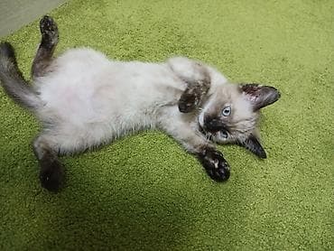 котята рыжие: Кошка даром: Сиамская, 3 месяца, Девочка, Приучена к лотку — 2