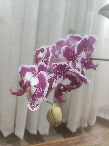 орхидея фаленопсис: Орхидеи фаленопсис в горшках - Сорта с крупными соцветиями: 1) — 3