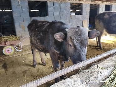 эркек ит: Сатам | Бука (эркек), Кунаажын | Алатоолук | Бордоп семиртүү үчүн, Союуга, Көбөйтүү үчүн | Асыл тукумдуу, Жасалма уруктандырылган — 3