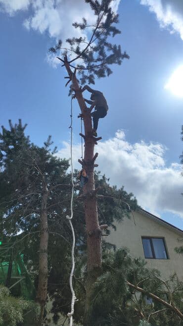 Тал, Бак, Жаңгак акацса Дуб Орехи терек карагач Отун кылып даярдап