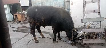 жаныбарлар: Сатам | Бука (эркек) | Симментал | Бордоп семиртүү үчүн | Байланган — 5