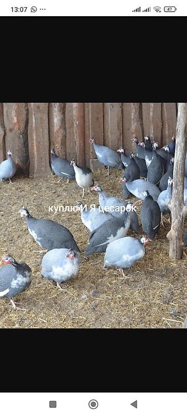 козье молоко: Цесарки (породные, серо-пятнистые/голубые) - Домашняя птица — 1