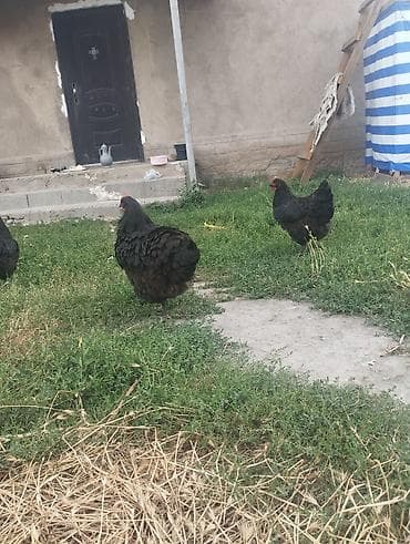 продаю кеклик: Продаю | Куры | Несушки — 3
