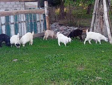 Продаю | Коза (самка), Козёл (самец), Козлёнок | Полукровка, Зааненская | На забой, Для разведения, Для молока | Племенные, Осеменитель