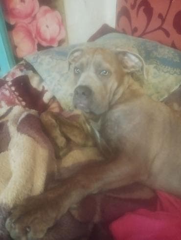 птицы бишкек: Щенок крупной породы (тип бойцовских/молоссов). - Окрас — 2