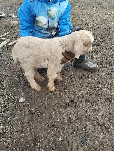 Үй жаныбарлары үчүн товарлар: Сатам | Эчки (ургаачы) | Көбөйтүү үчүн — 4