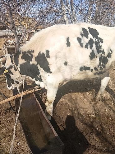 вака купить: Продаю | Корова (самка) | Для молока | Привязанные — 2