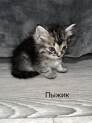 чижил: Котята домашние, окрас классический табби в разных вариантах. На фото — 4