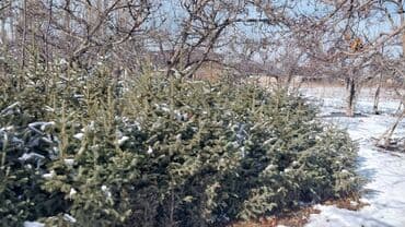 малина бишкеке: Другие виды семян и саженцев — 2