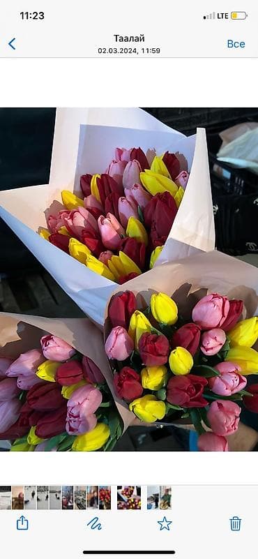 Комнатные растения: Оптом продаю шикарные тюльпаны — 1