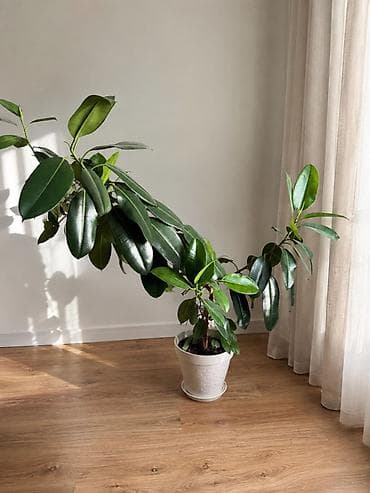 🌿 Фикус — 150 см Красивый, пышный фикус с крупными глянцевыми