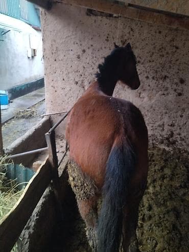 Лошади, кони: Продаю | Кобыла (самка) | Рабочий | Мерин — 6