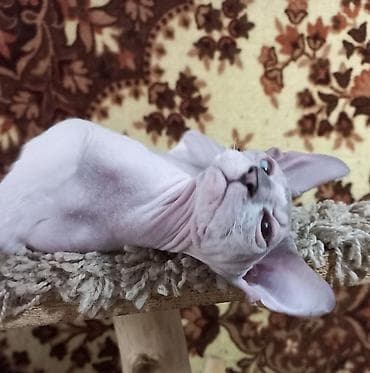 Мышыктар: 🐾🐈‍⬛ Голубоглазые донские сфинксы, 3-х месячные мальчик и девочка — 4