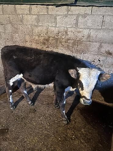 коровы сментал: Продаю | Бык (самец) | На откорм — 2