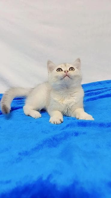 Кошки: Шотландские котята разных возрастов и окрасов от породных родителей — 2